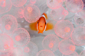   Baby nemo pink bubblesAn ironic shot Wonders Mother Nature wakeup call ... pretty anemone caused bleaching El Nino effect global warming rising water temperature. wake-up wake temperature  